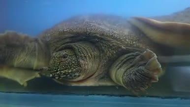 水中的动物老鳖甲鱼王八肉食爬行的动物视频的预览图
